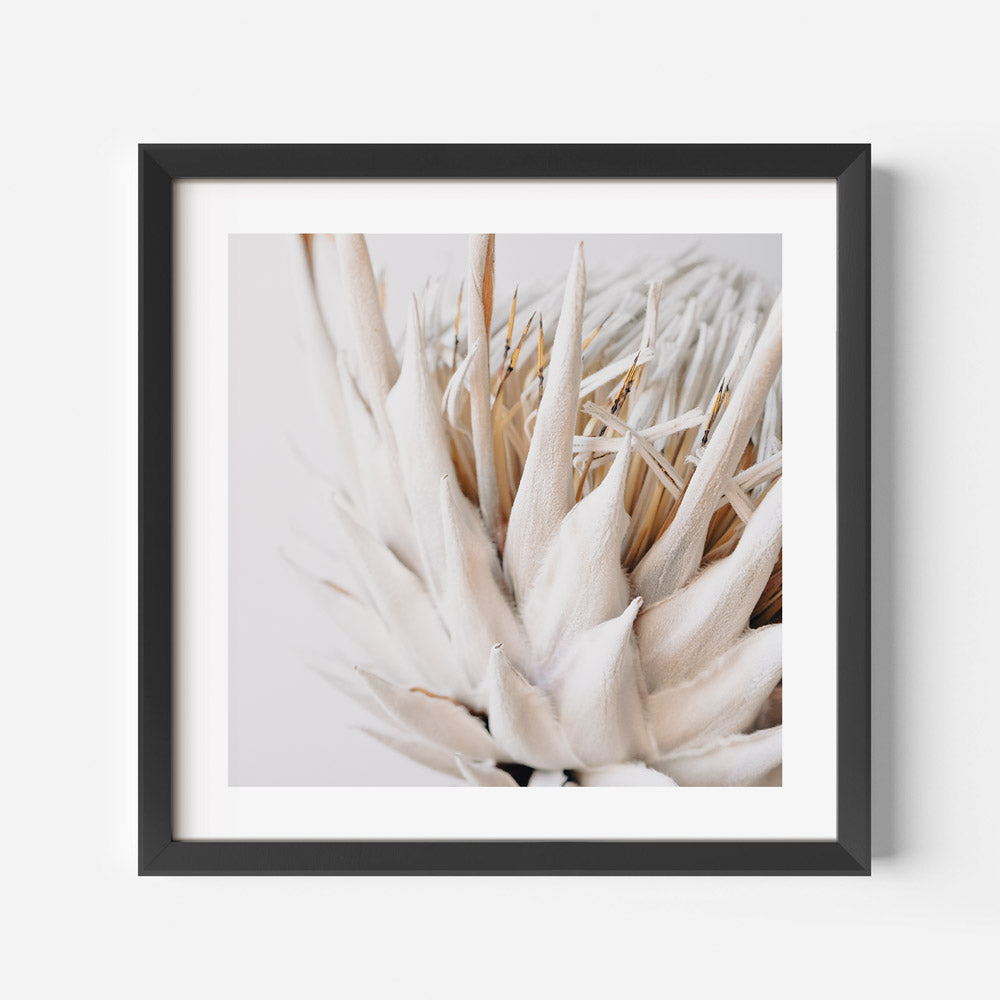 Elegant white framed protea flower photo, a beautiful addition to your wall art collection.