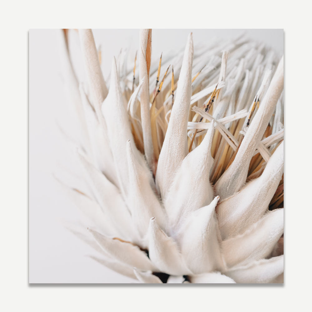 Exquisite white framed dry protea flower photo, a must-have for art enthusiasts and home decor lovers.