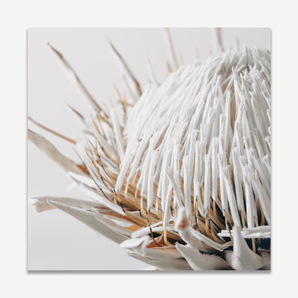 Dry Protea featured on oblongshop, an exquisite piece from Oblongshop's collection of fine art.