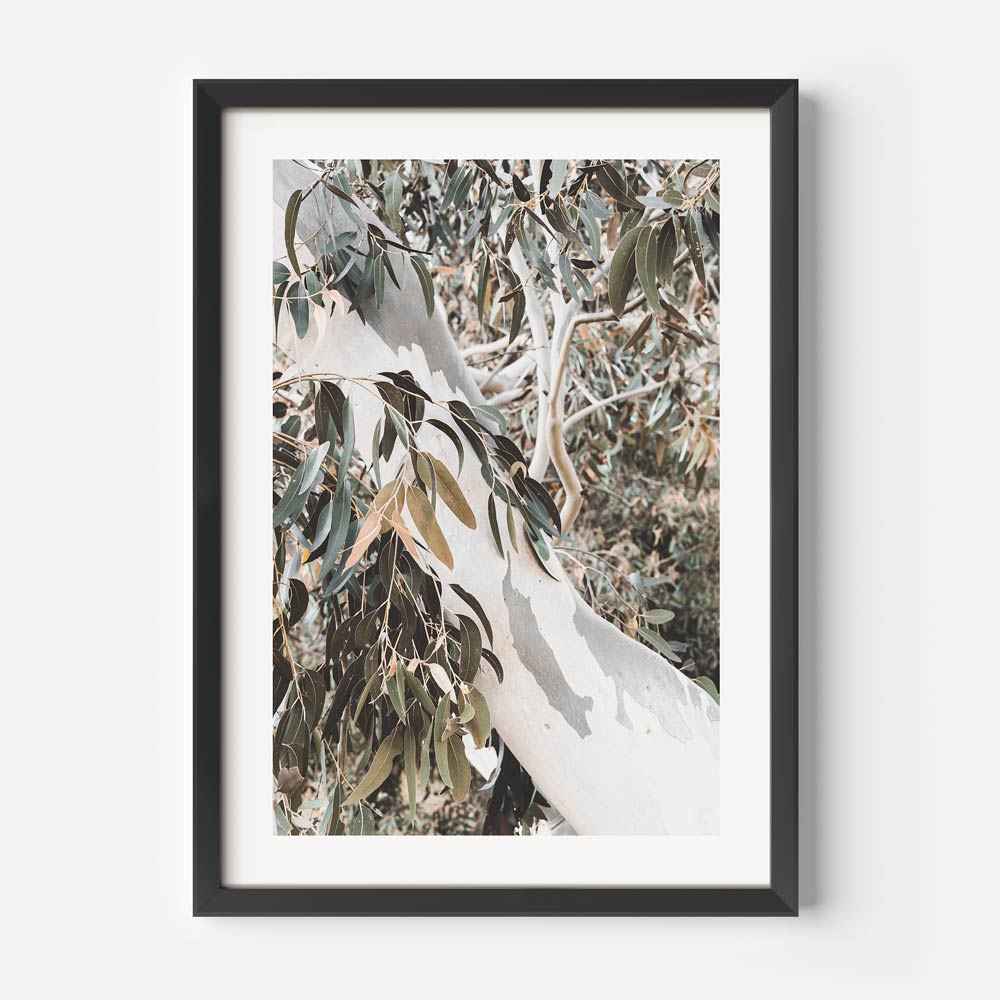 Eucalyptus Essence: Captivating wall art showcasing the beauty of a eucalyptus tree, a must-have for any home or office setting.
