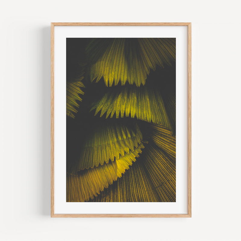 Fan Palm II