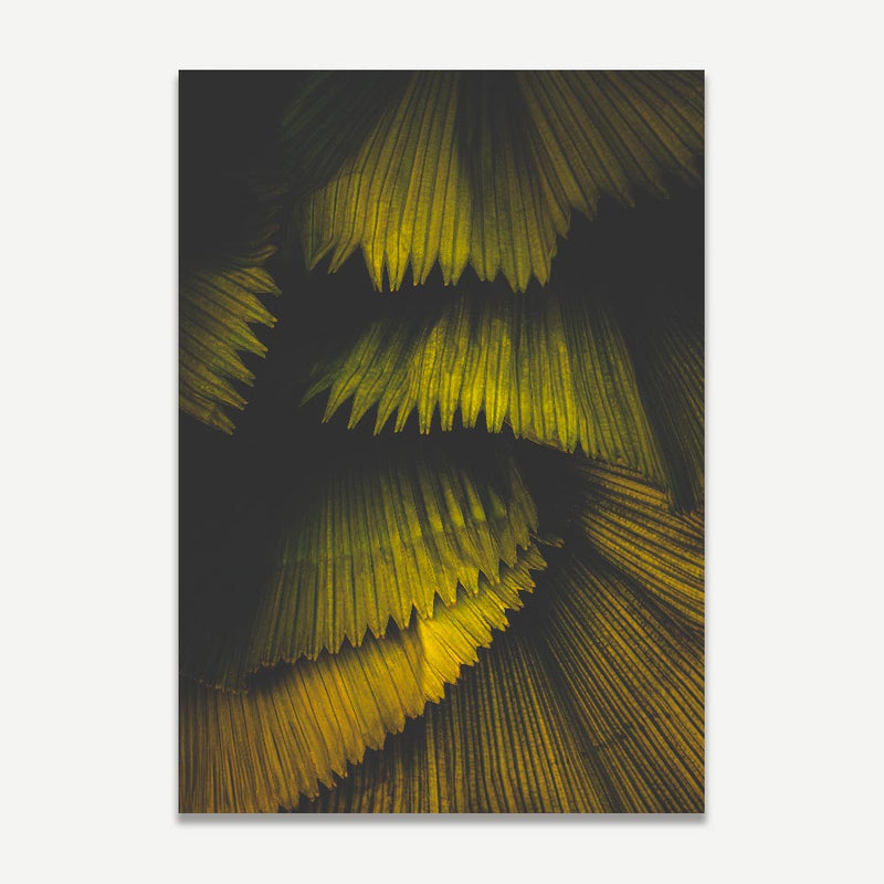 Fan Palm II