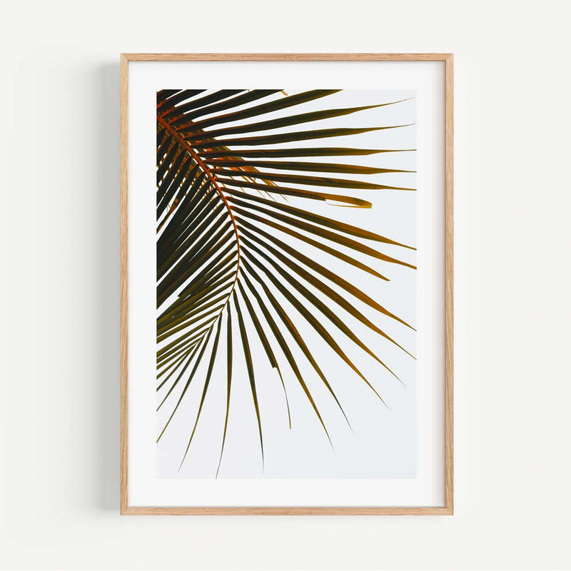 Tropical Frond II