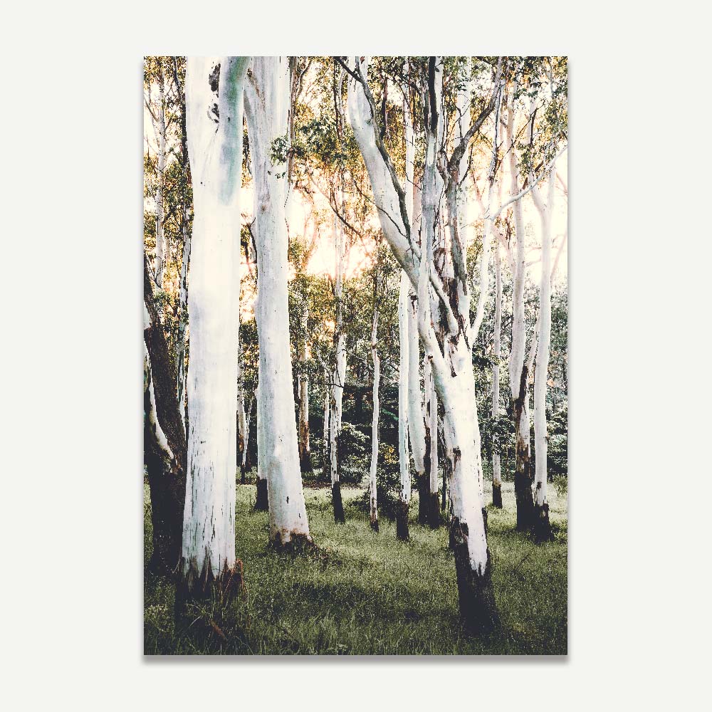 Wall art featuring a white framed photo of trees in the forest, great for living room decor.
