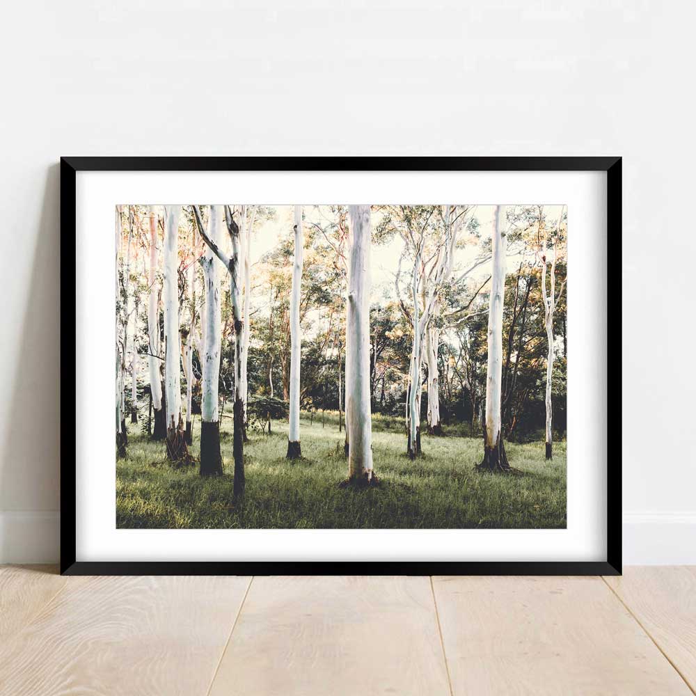 Stunning print of Australian forest with Ghost Gum trees, a unique addition to your wall art collection.