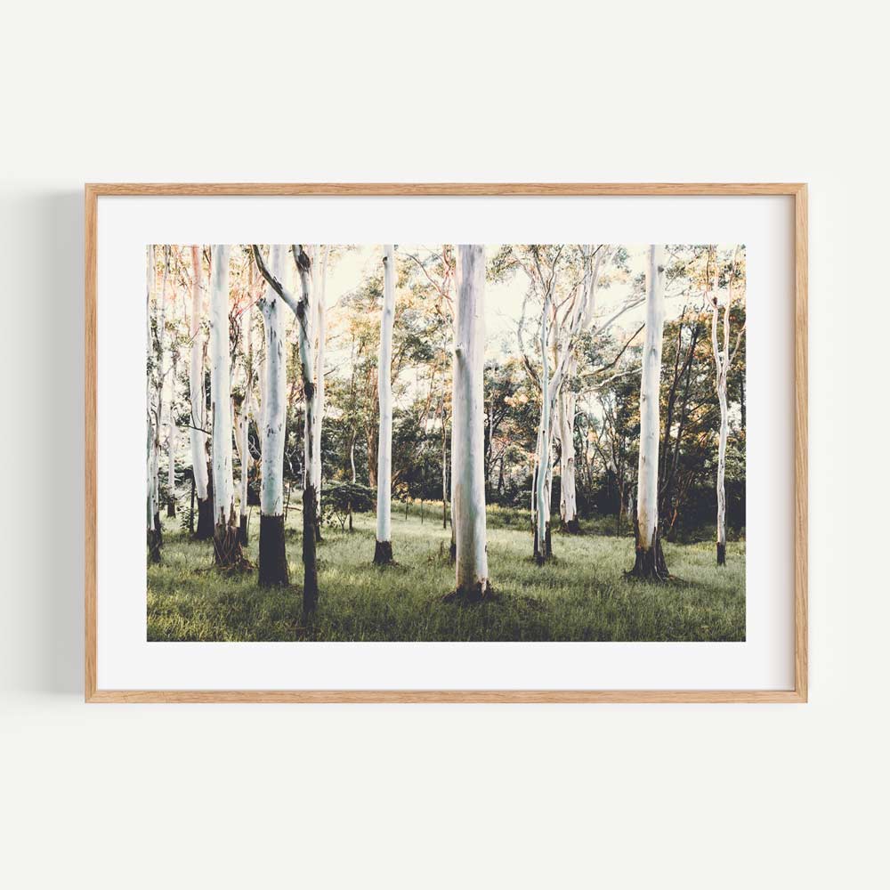 Wall art of Australian forest with Ghost Gum trees, ideal for adding a touch of nature to your space.