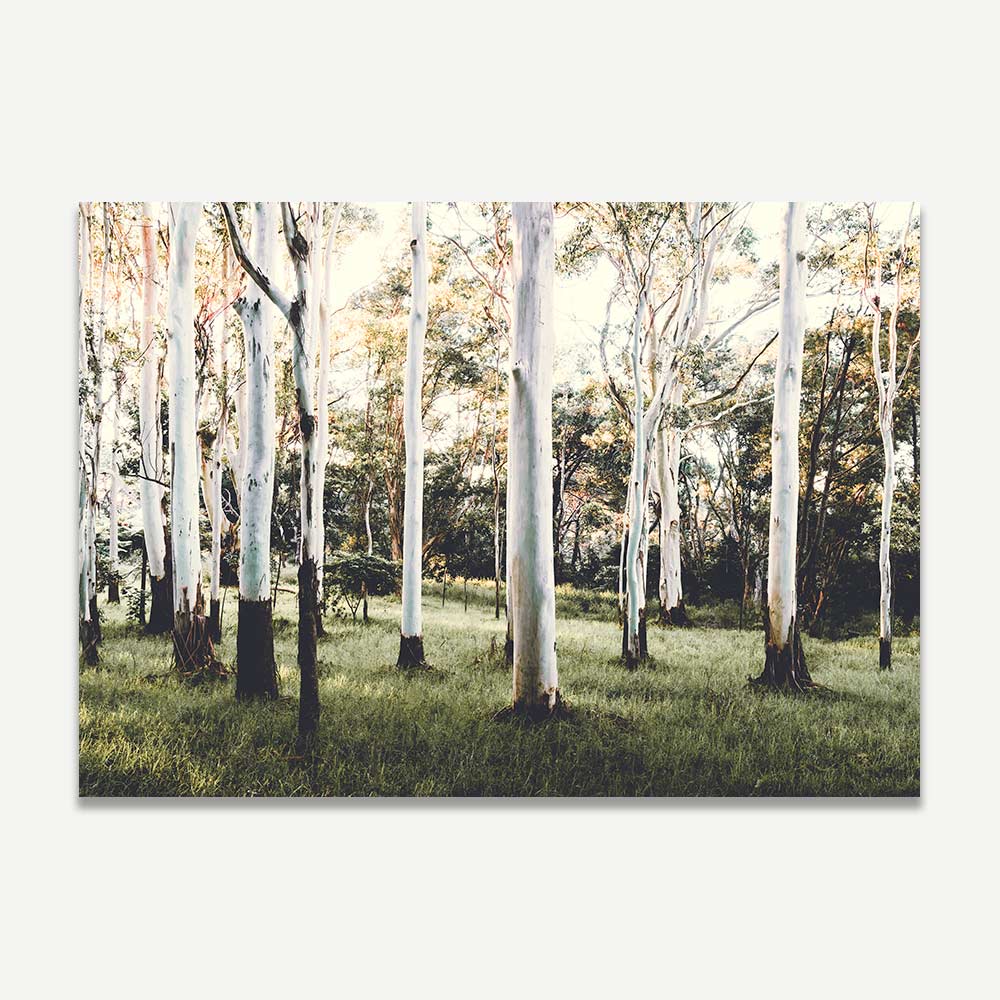 Stunning print of Australian forest with Ghost Gum trees, a unique addition to your wall art collection.