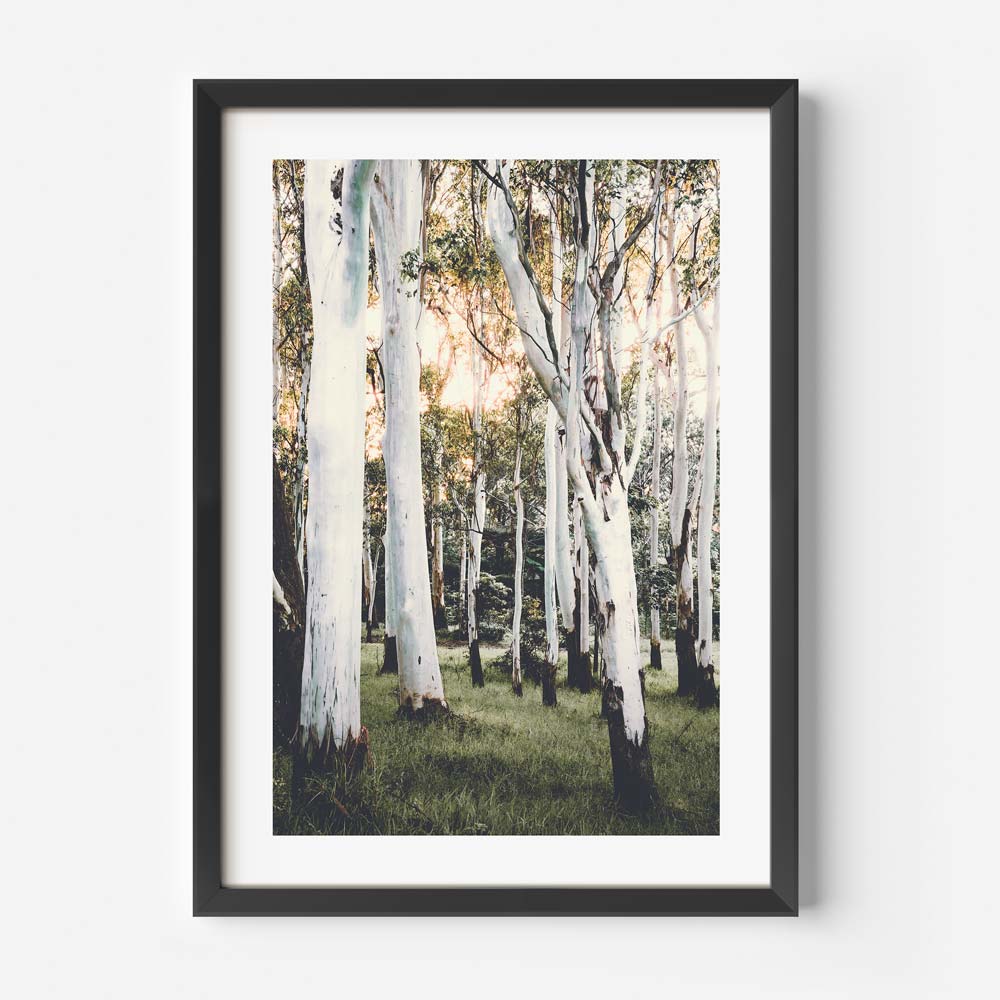 Real photography of a ghost gum forest, ideal for wall artwork in homes and offices.