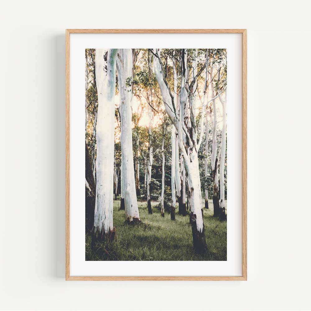 Stunning wall art print of trees in the forest, perfect for adding a touch of nature to any room.
