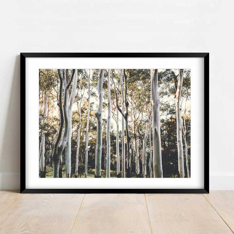 Ghost Gums III
