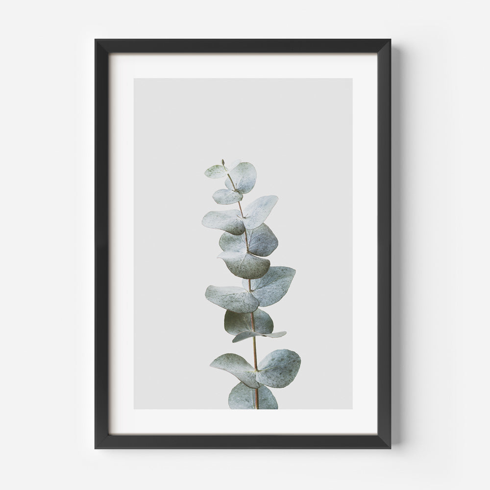 Captivating photograph of a gum eucalyptus branch, adding a touch of natural beauty to your space.
