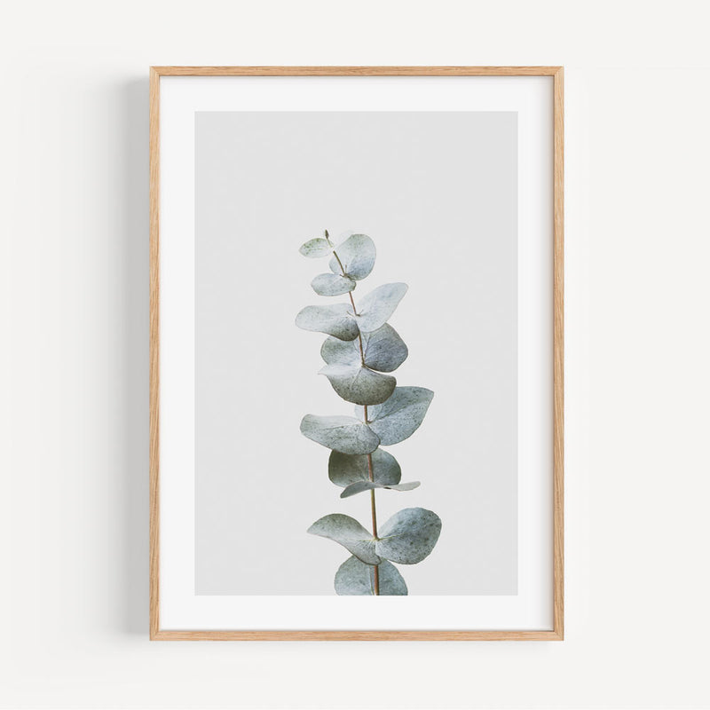 Gum Leaves I