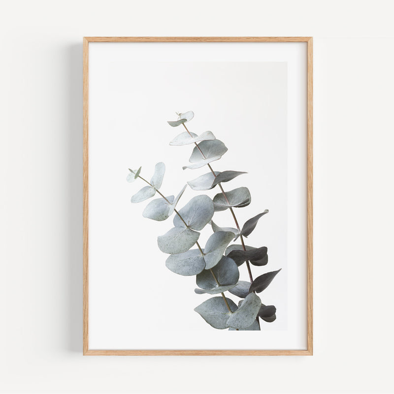 Gum Leaves III