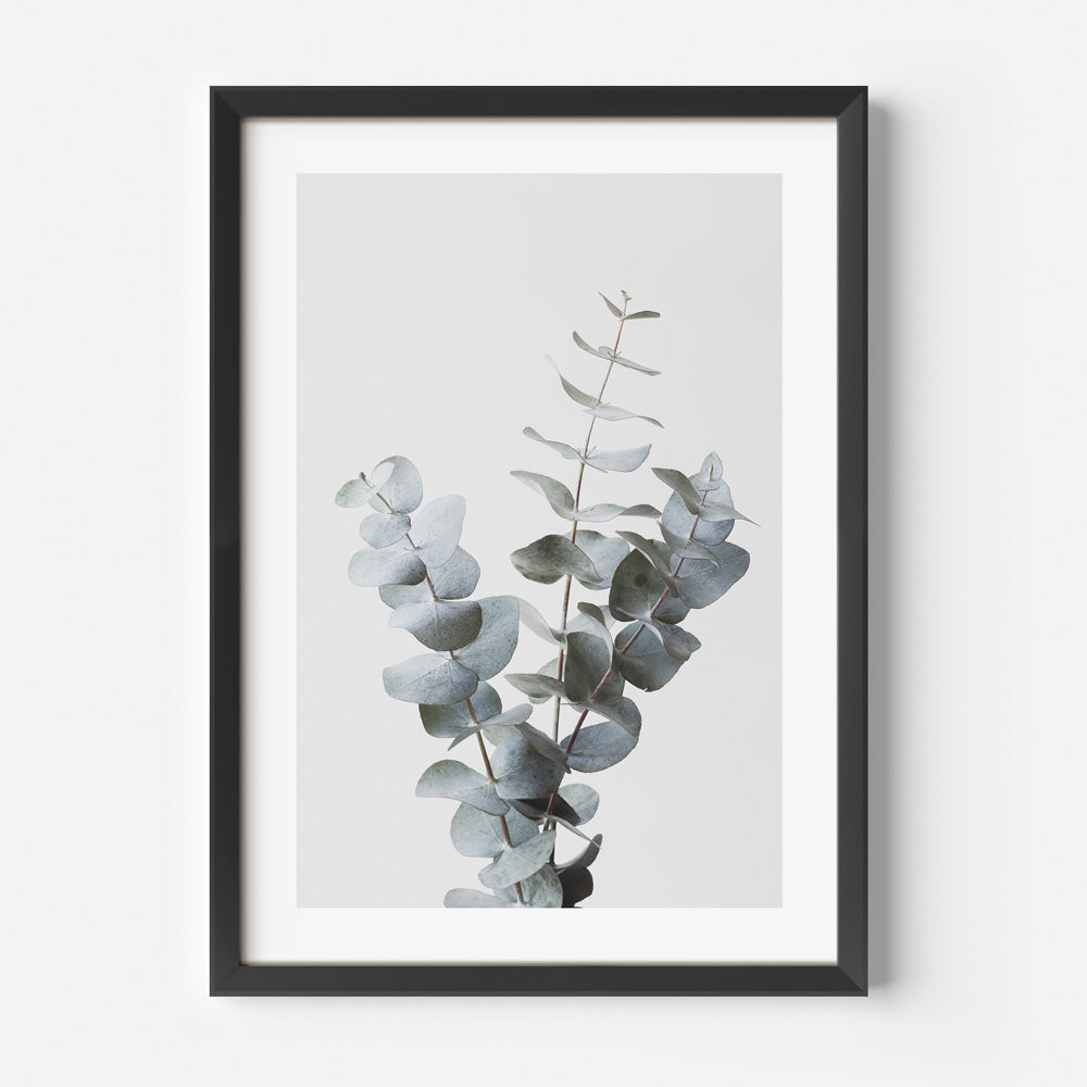 Canvas print featuring a stunning gum eucalyptus branch, ideal for adding a touch of nature's elegance to your living space."