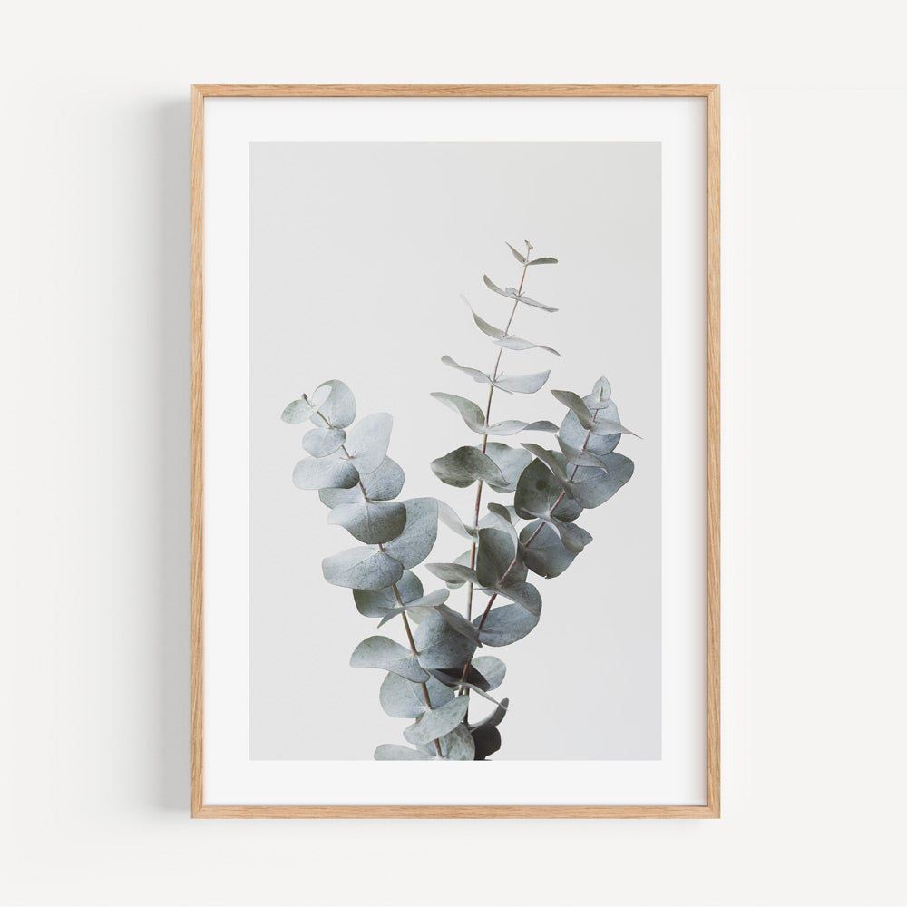Framed photo showcasing the intricate details of a gum eucalyptus branch, bringing the beauty of the outdoors into your home.