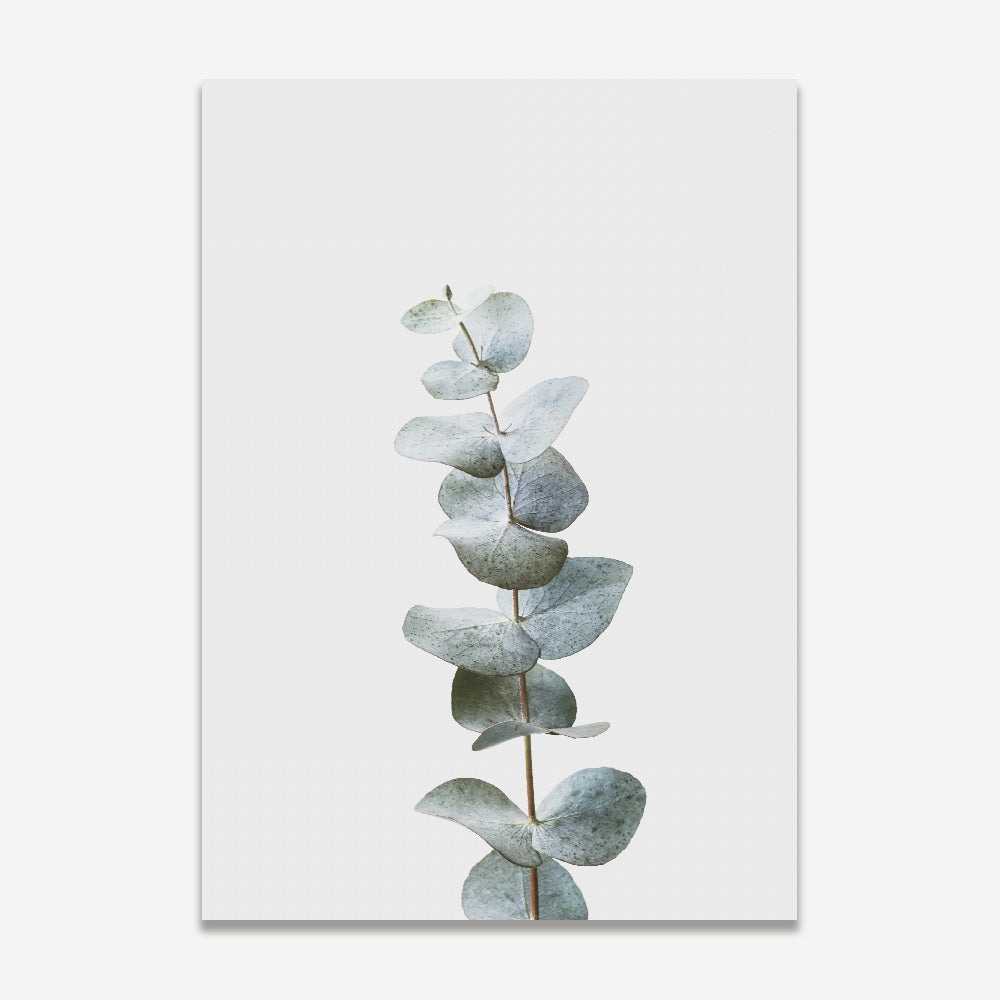 Australian Flora: Beautiful image capturing the essence of a gum eucalyptus branch, ideal for nature lovers and botanical enthusiasts.