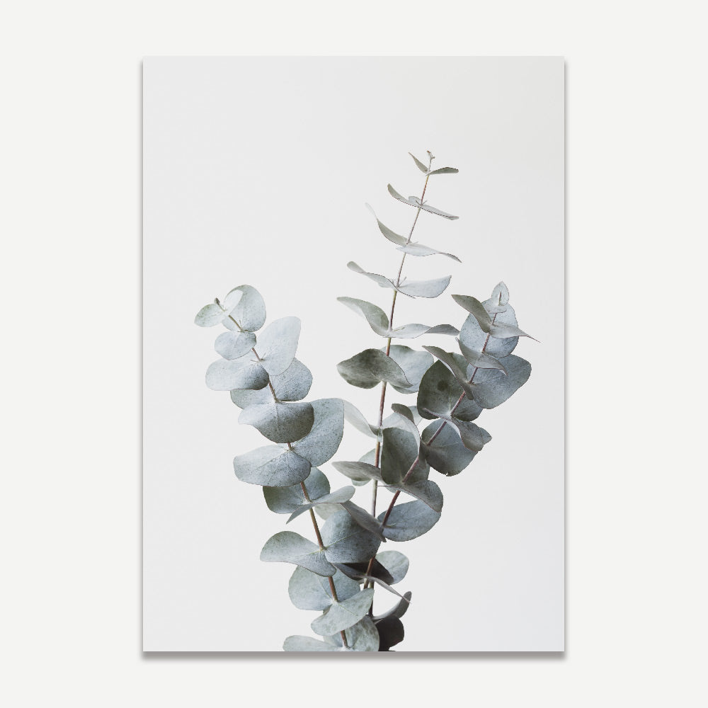 Canvas print capturing the tranquility of a gum eucalyptus branch, perfect for creating a calming atmosphere in any room.