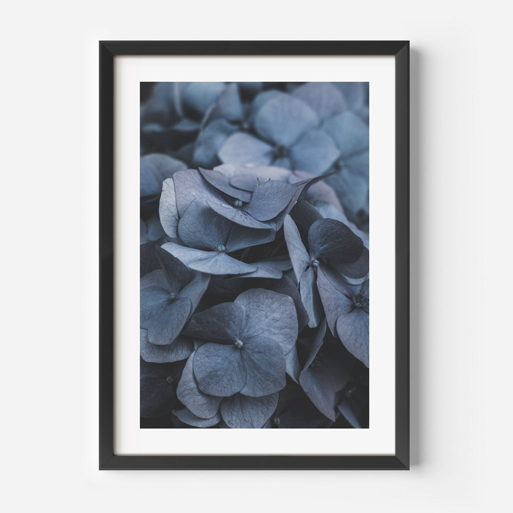 Leafy Hydrangea: A framed photo capturing the verdant foliage of hydrangea leaves, adding a touch of natural serenity to your decor.