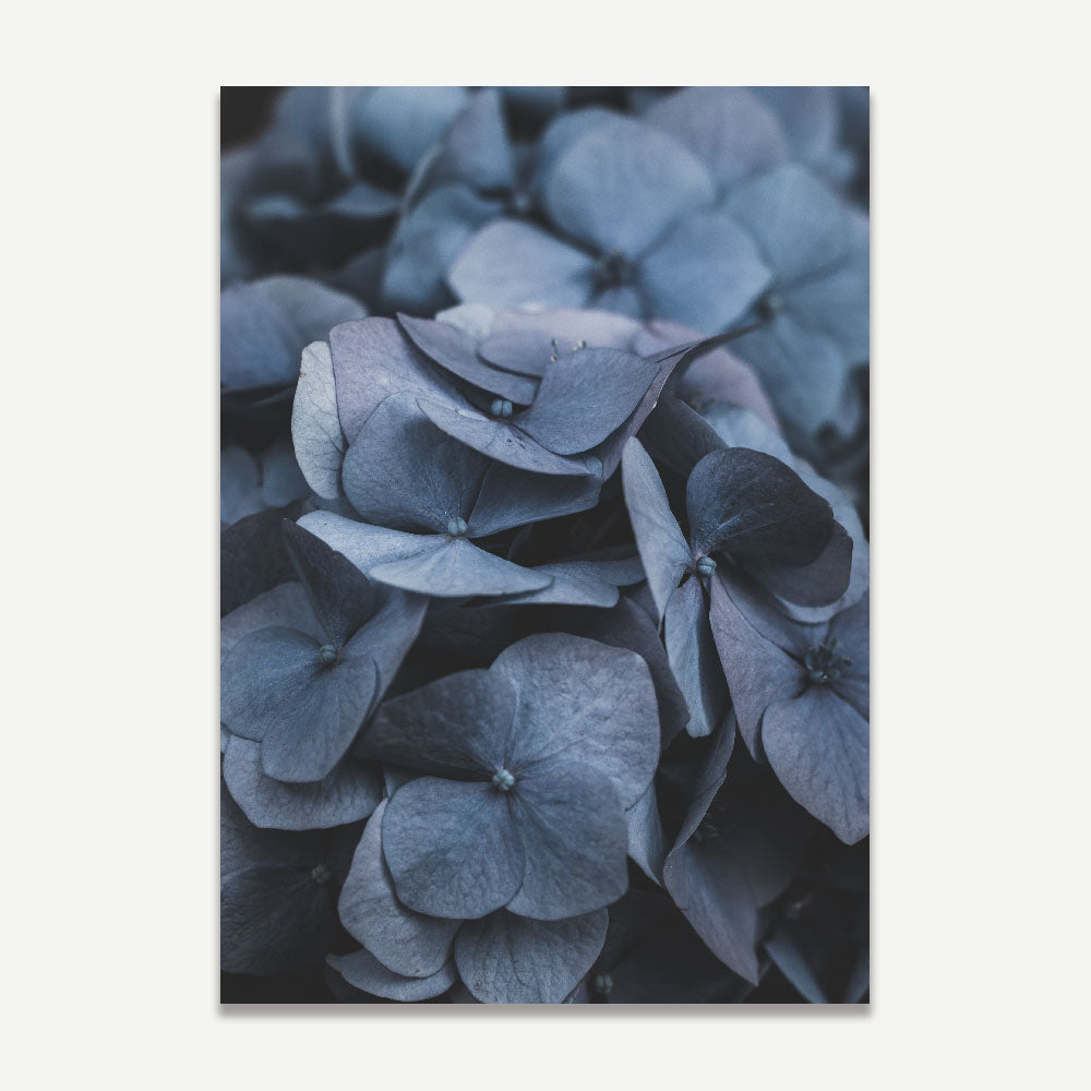 Botanical Charm: Display the graceful foliage of hydrangea leaves with this framed image, ideal for enhancing any space.