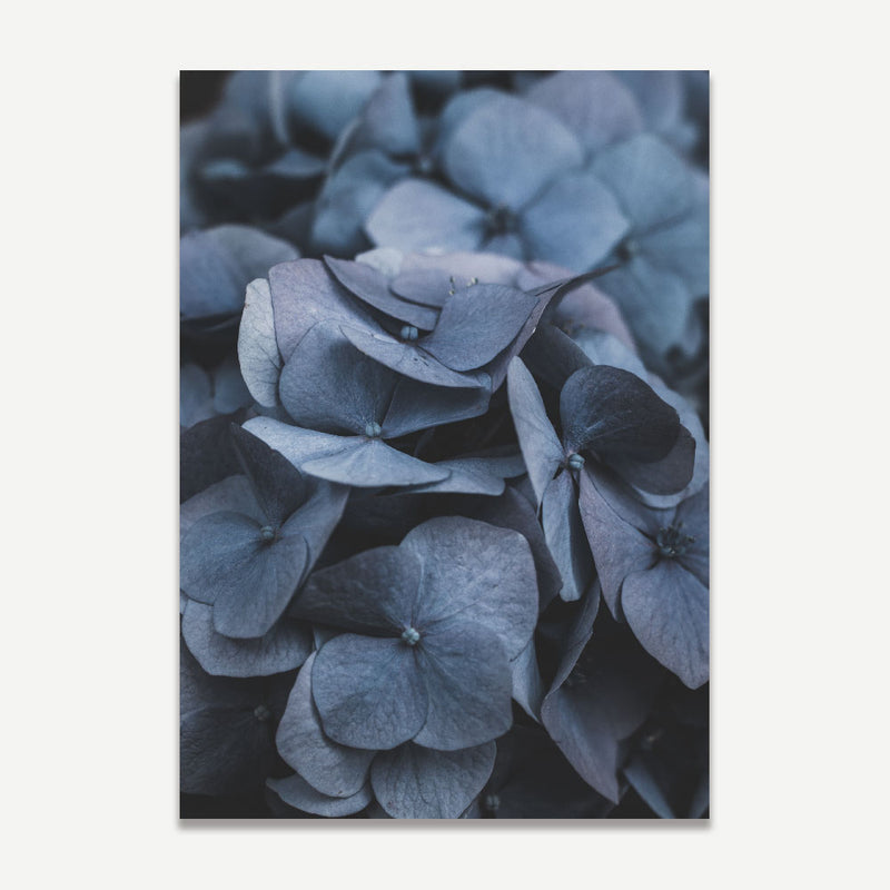 Hydrangea II