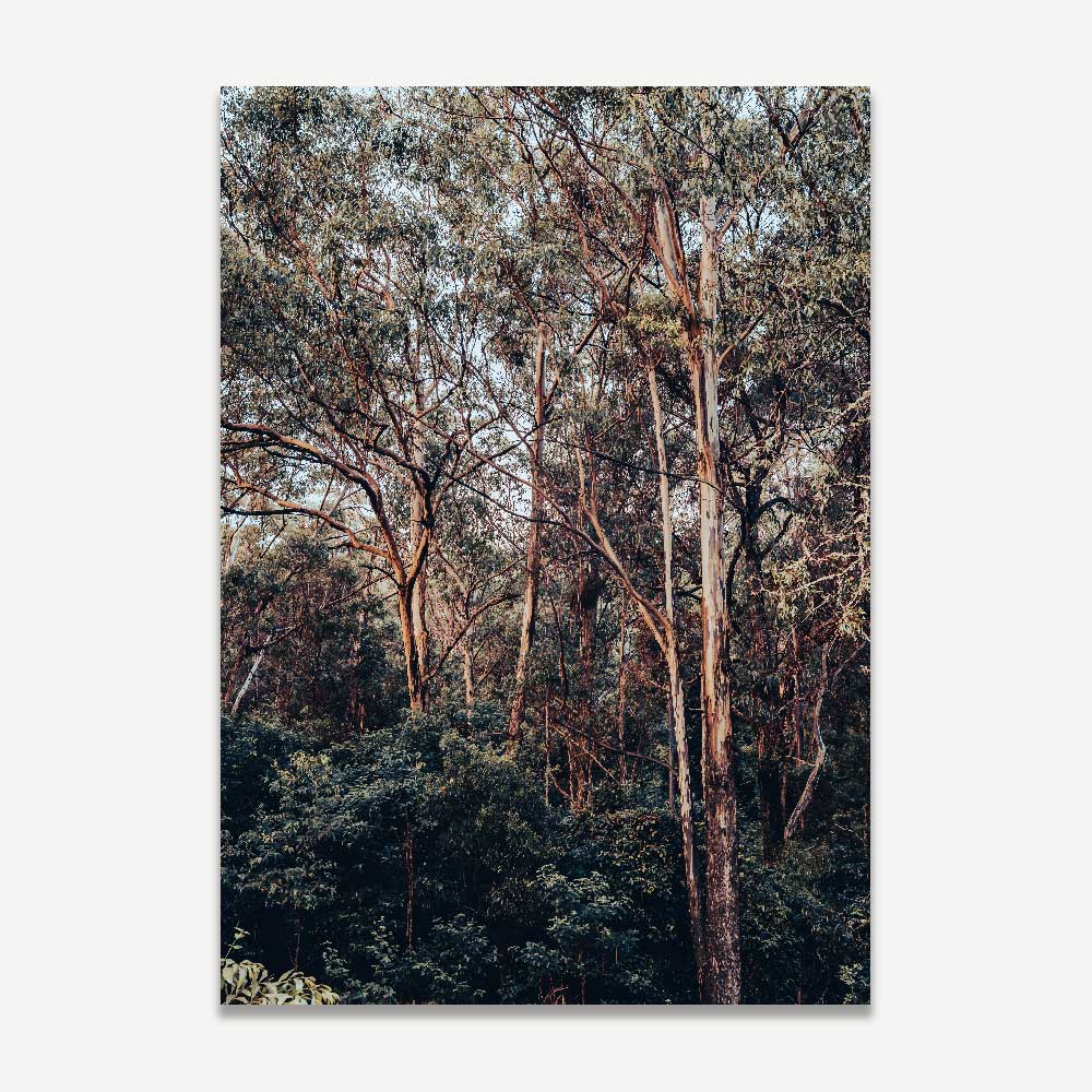 Australian Wilderness: Kangaroo Valley bushland, a framed image capturing the raw beauty of Australia's natural landscapes.
