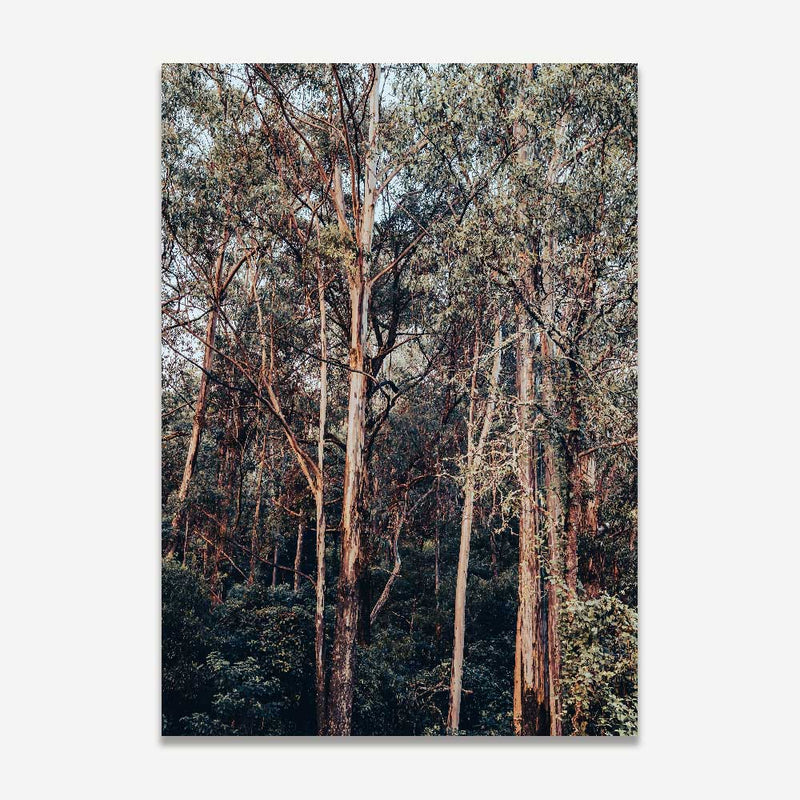KV Bushland II
