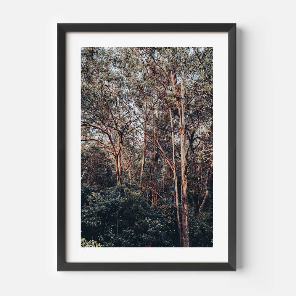 Wilderness Retreat: Kangaroo Valley bushland, a picturesque landscape to adorn your walls and inspire adventure.