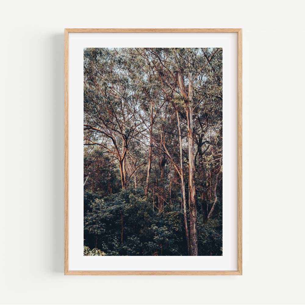 Nature's Beauty: Kangaroo Valley bushland, offering a glimpse of untouched wilderness, perfect for rustic wall decor.