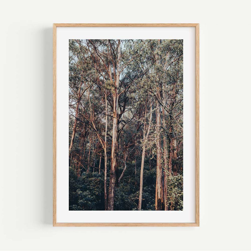 KV Bushland II