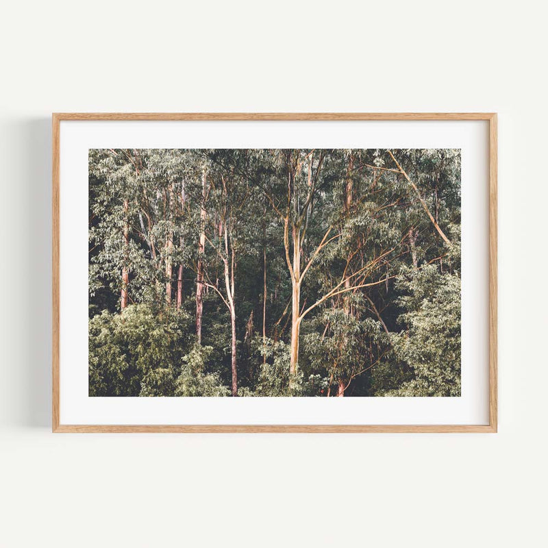 KV Bushland III