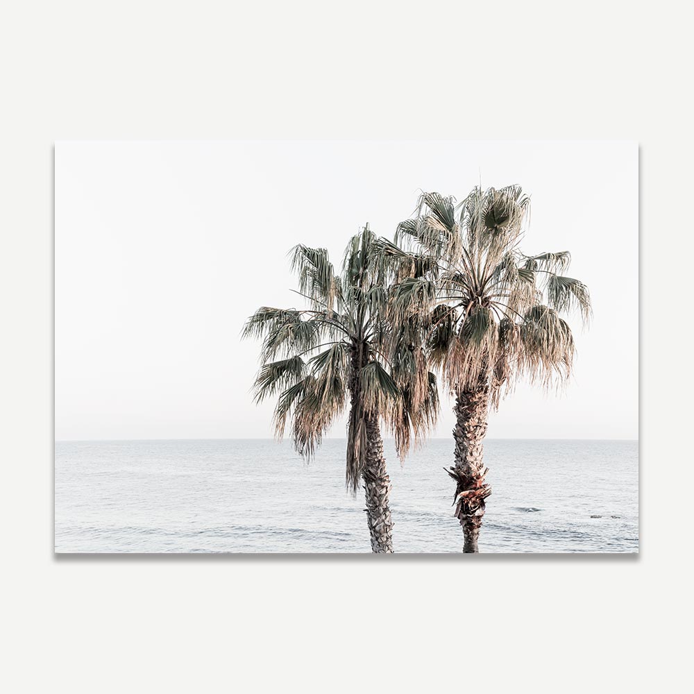 Fine art print featuring palm trees at Laguna Beach, CA.