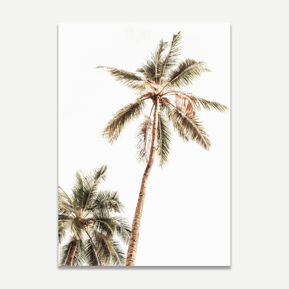 Tropical Wall Art: Relaxing view of a palm tree in Mexico, perfect for home decor.
