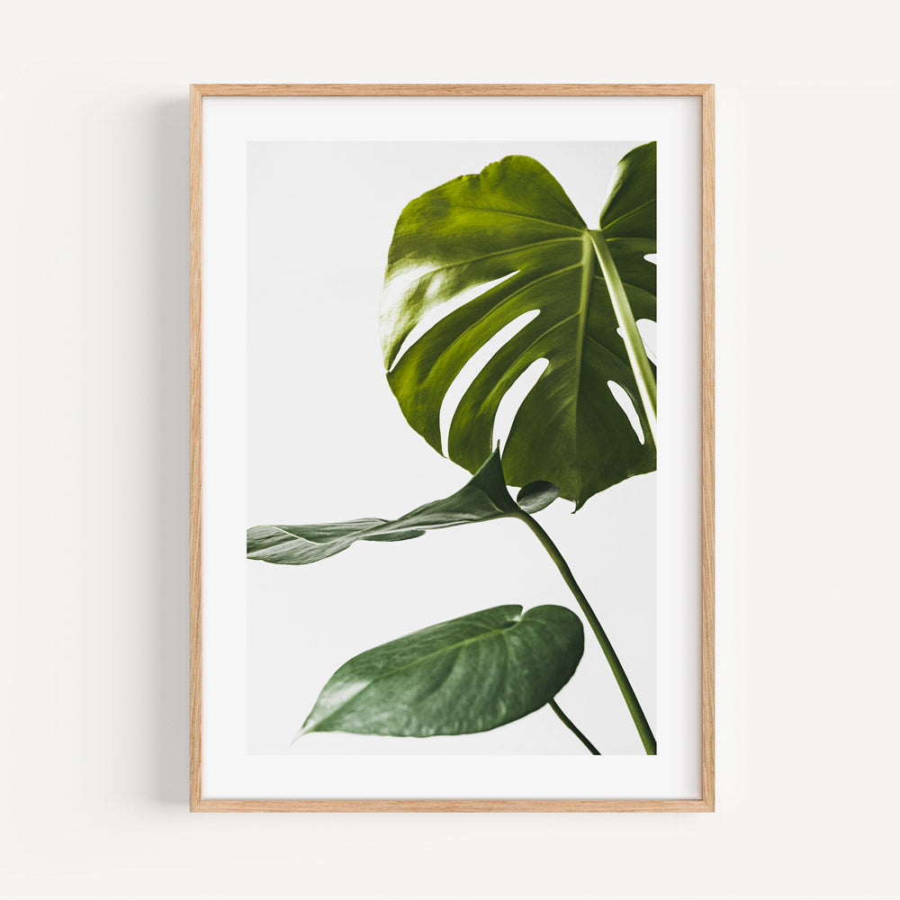 Monstera deliciosa leaf print - framed art for wall decor by Oblongshop.