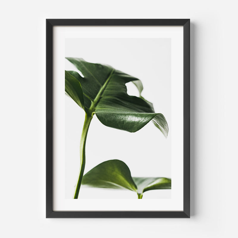 Monstera II