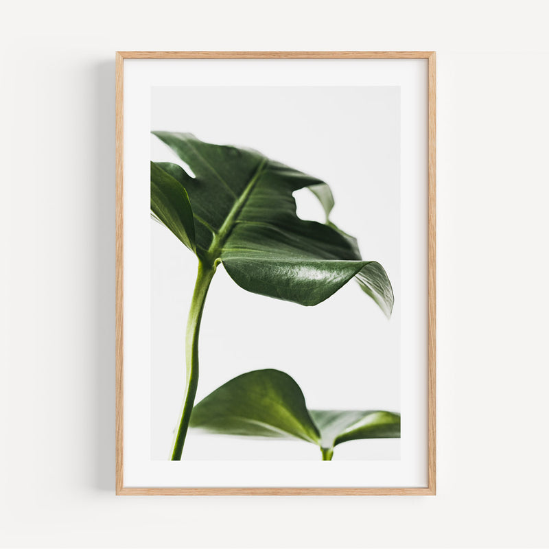 Monstera II