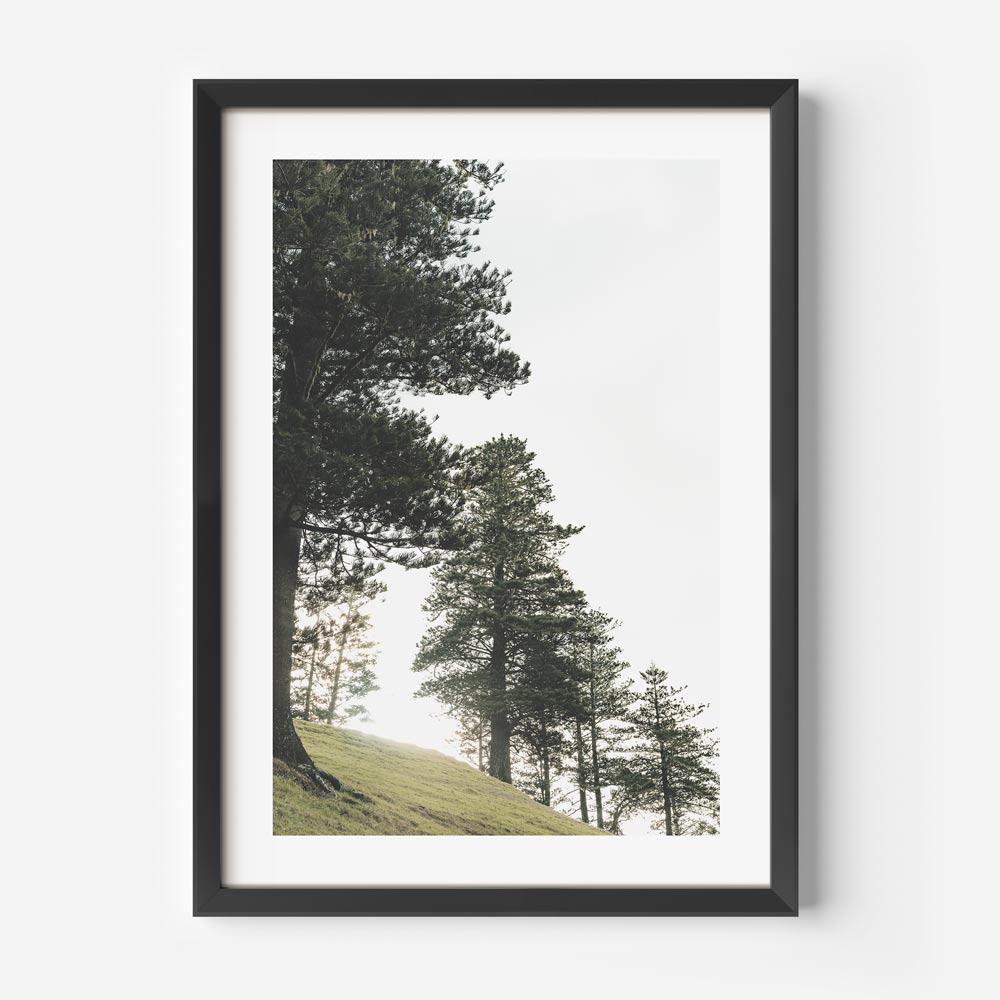 Norfolk Pine I