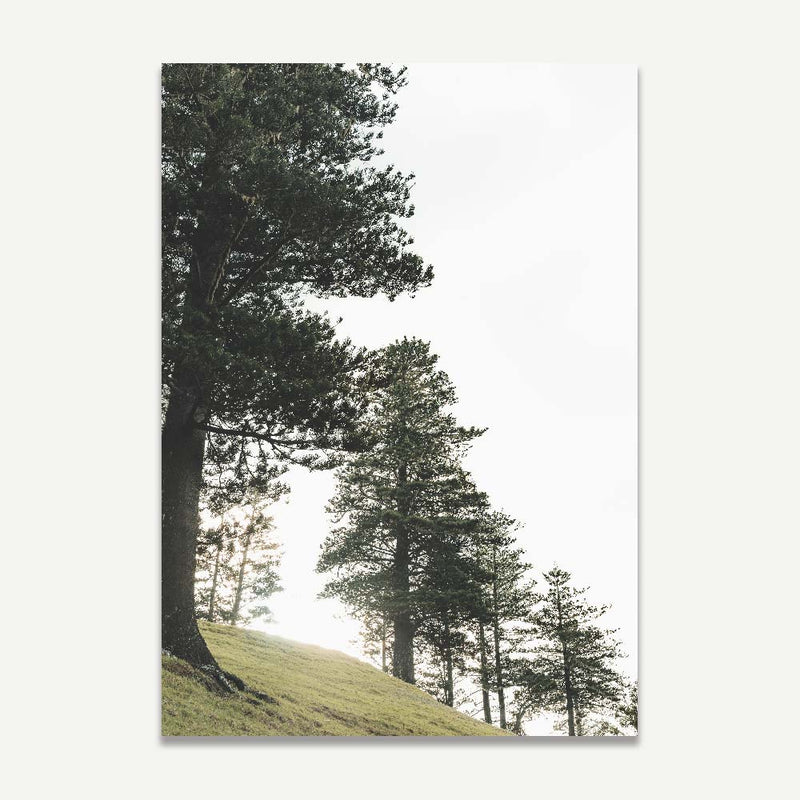 Norfolk Pine I