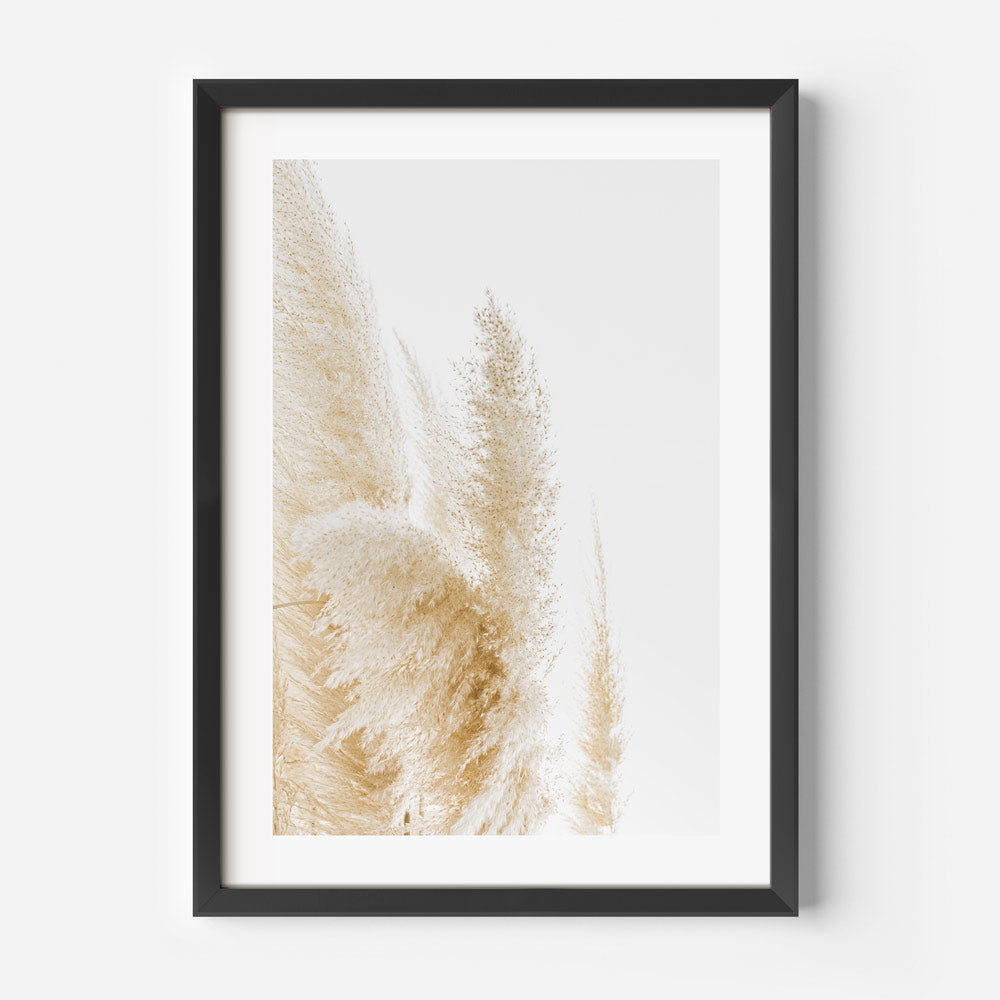 Picture capturing the delicate fronds of Pampas Grass, perfect for adding a touch of nature to your wall art, canvas prints, and photography decor.