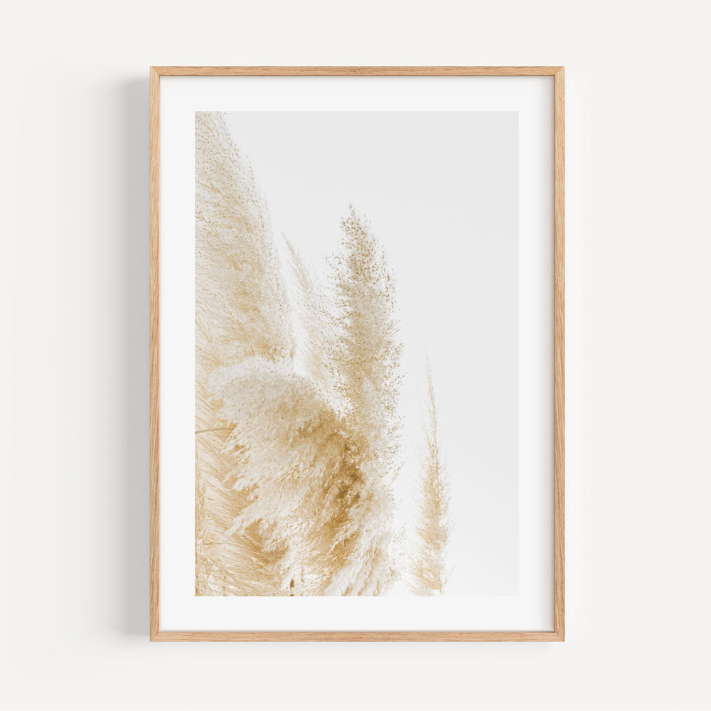 Photo highlighting the tranquil beauty of Pampas Grass, ideal for creating a calming atmosphere with canvas prints, wall art, and photography prints.