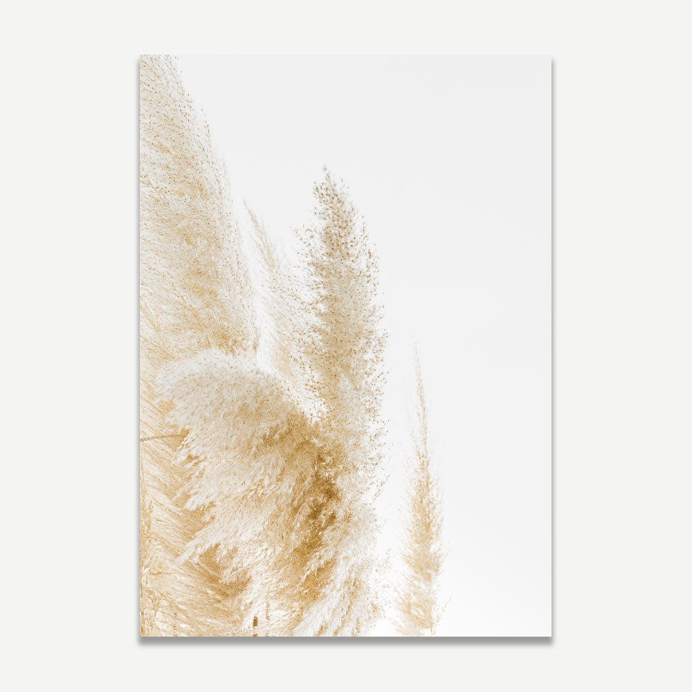 Image of Pampas Grass, evoking a sense of sophistication and tranquility for your canvas prints, wall art, and photography decor.