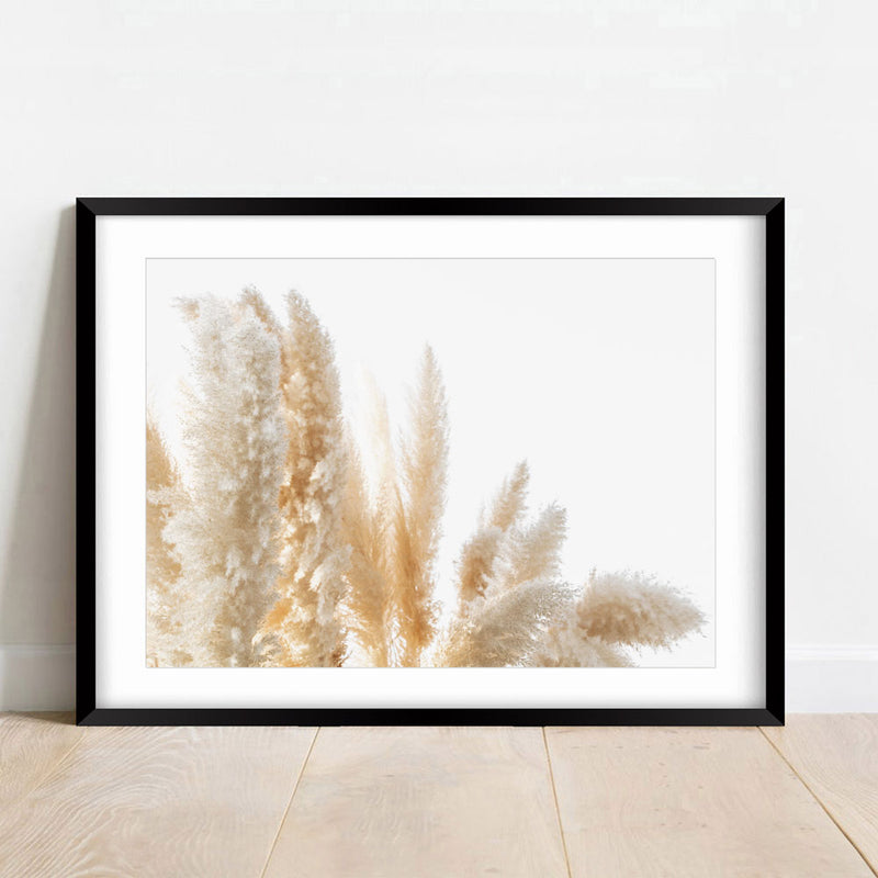 Pampas Grass III