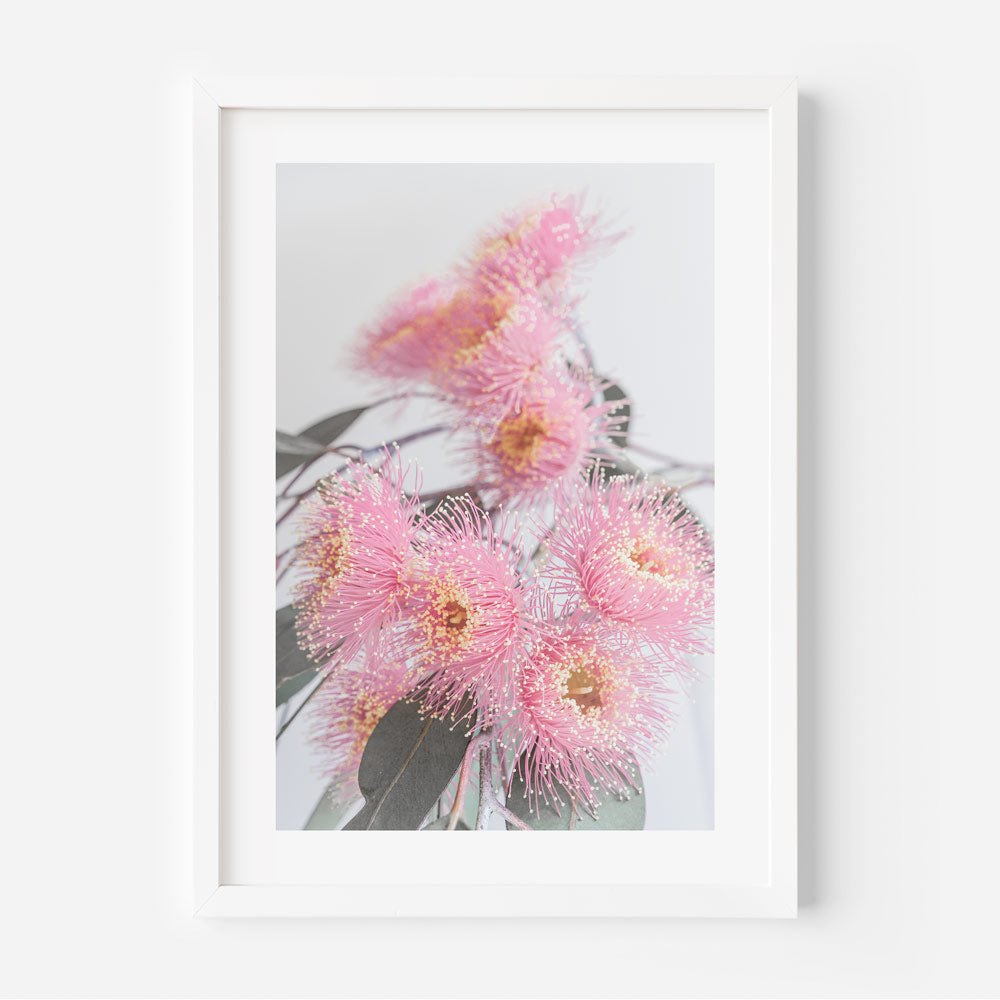 Botanical Canvas Print: Framed pink Eucalyptus flower, perfect for adding a touch of nature to your wall art collection.