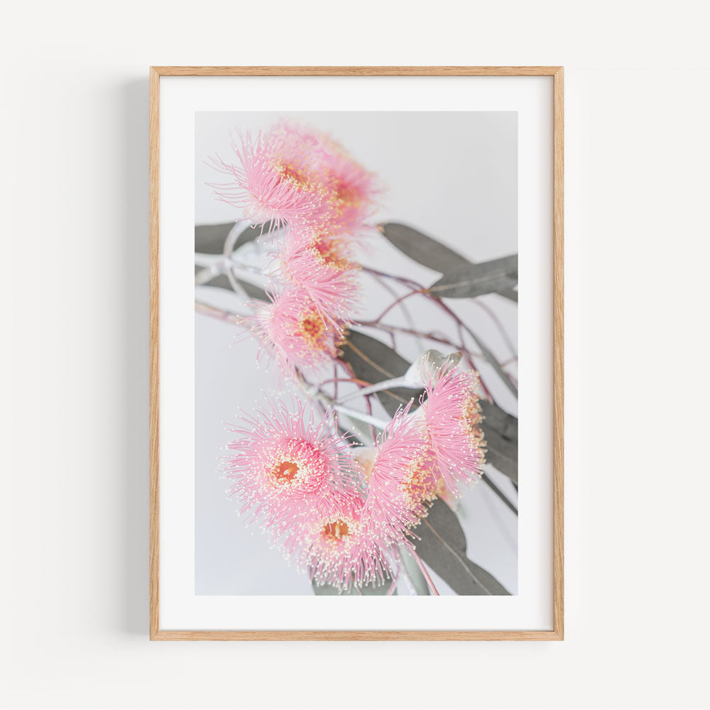 Framed photo showcasing the vibrant colors of a pink eucalyptus flower, perfect for bringing nature's beauty into your home.