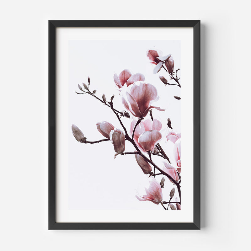 Pink Magnolia I