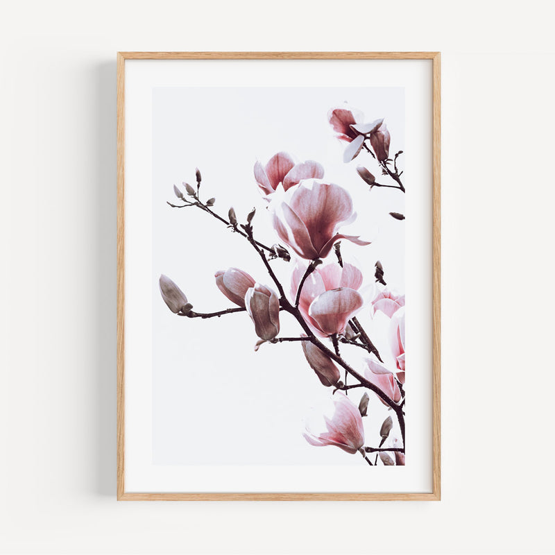 Pink Magnolia I