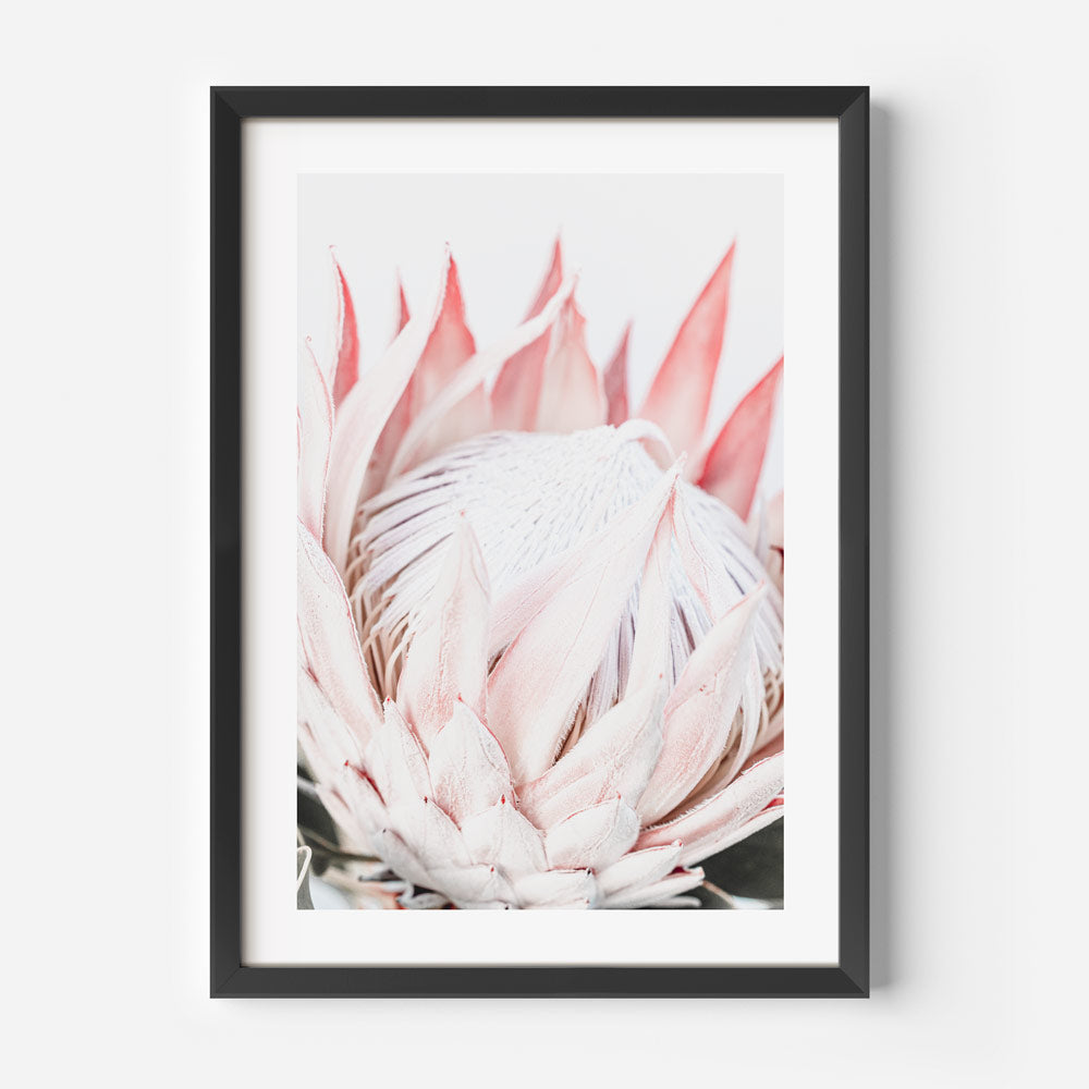 Floral Fine Art Print: Breathtaking poster showcasing a blooming Queen Protea flower, suitable for fine arts and wall decor.