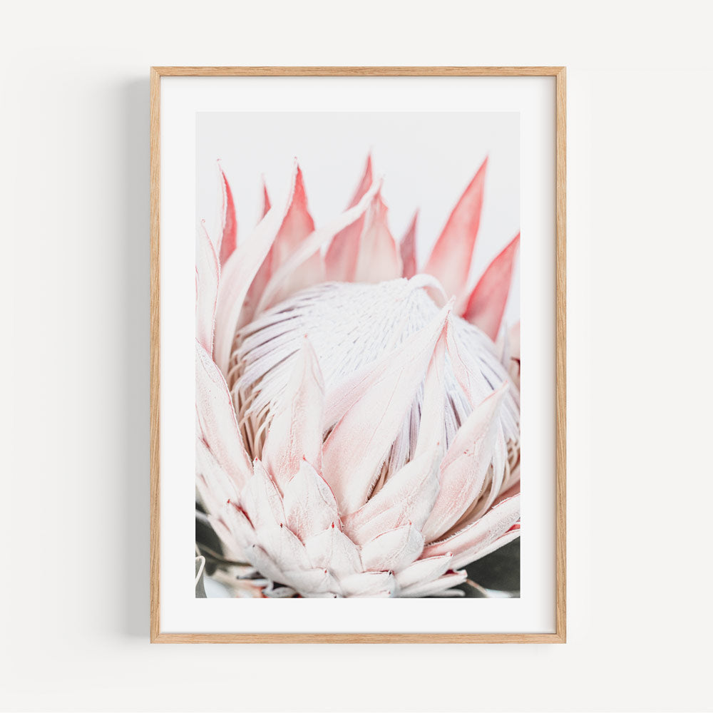 Botanical Canvas Artwork: Serene image of the Queen Protea flower in full bloom, enhancing your wall artwork and canvas prints collection.