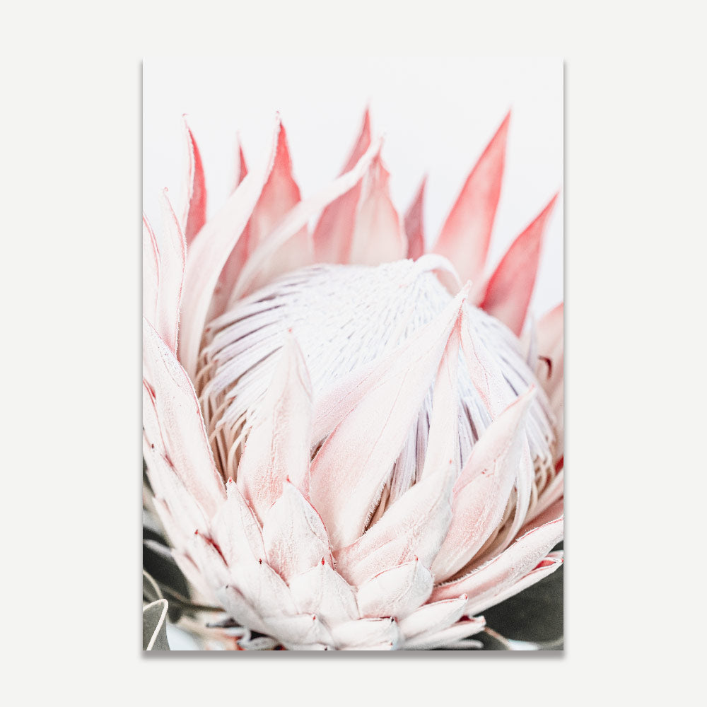 Queen Protea Home Decor: Stylish print of a bloomed Queen Protea flower, adding floral charm to your home decor and wall art collection.