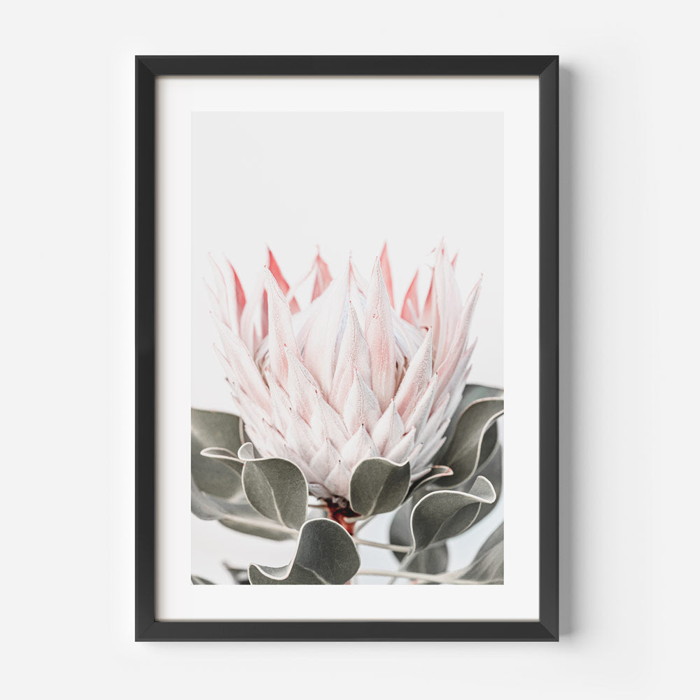 Queen Protea flower framed print, adding a touch of sophistication to your wall art collection.