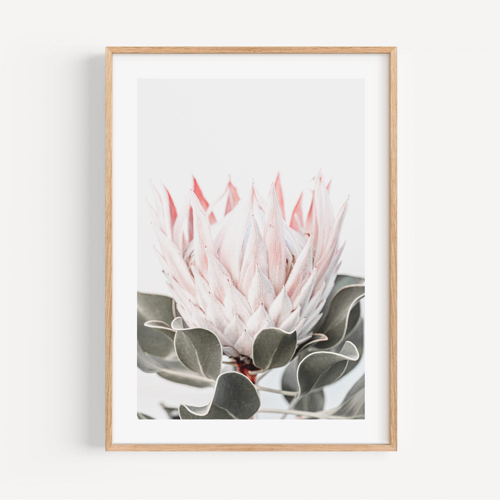 Queen Protea Bloom: Framed print featuring the majestic Queen Protea flower, perfect for enhancing your wall decor with floral charm.